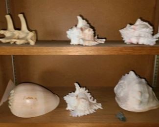 #20 $65 - Collection of Sea Shells 