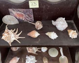 #23 $65 - Shell Collection - Does not include the shelves.  