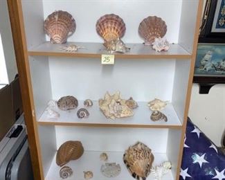 #25 $75 - Collection of Sea Shells 