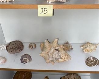 #25 $75 - Collection of Sea Shells 