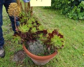 #47 $20 - Plant in front yard