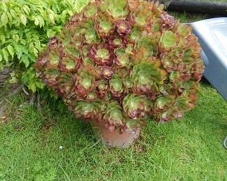 $75 - Large (HUGE) plant - backyard This plant is enormous, the picture does not do it justice, it is 4' tall and 3' wide