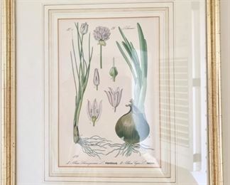 112. Onion Botanical Print (11'' x 14''), $ 80.00