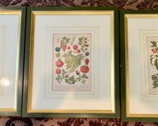 208. Set of 3 Botanical Fruits (14" x 17"), $ 240.00