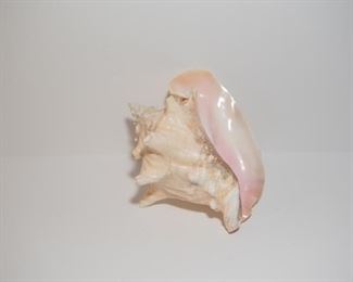 C6	Large Queen Conch Shell (9x8)	$14.95