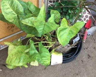 Philodendron $5.00