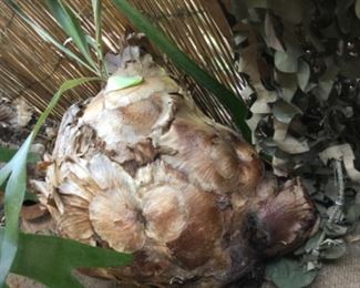 Staghorn fern is approximately 15 wide by 13 tall about 12 deep and has one greenery on top $10