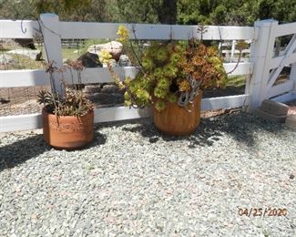 More potted plants for sale!!!