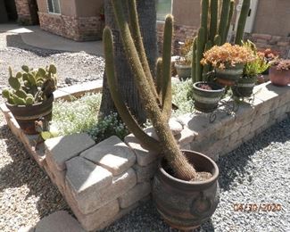 More outdoor plants....large cactus is the most expensive at $40.00