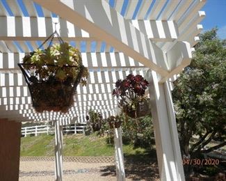 4 assorted hanging plants   $20  each