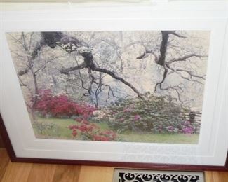 Lg matted & framed signed & numbered picture of spring shrubs  #45/250