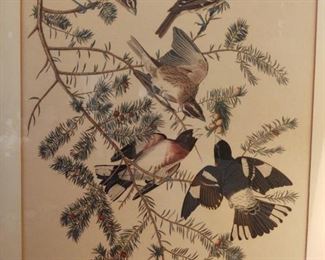Antique Audubon print