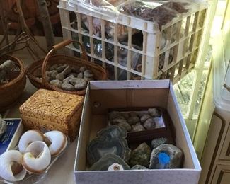Fossils, shells, carved wood box, dried floral 