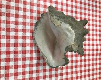 Conch shell.