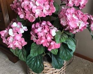 Hydrangea plant 