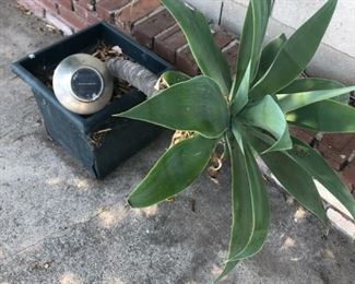 Plant $20 OBO