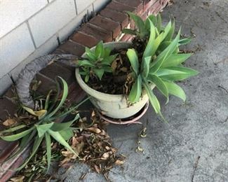 Plant $25 OBO