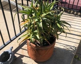 Plant $35 OBO