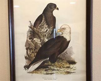 BU1074: White Head Eagle Framed Plate Local Pickup	 $75 
