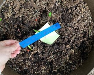 Inv 12 - Planter Plastic; 19"h x 20"d $20 ea 