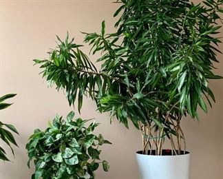 WE have 4 GREAT Plants - perfectly healthy: Stay  tuned for pricing: The one on the right $75, smaller one to left is $25