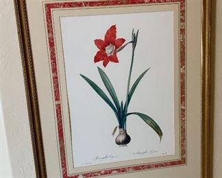 Amaryllis Equestris Framed Print	34in Hx26in W	