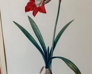 Amaryllis Equestris Framed Print	34in Hx26in W	