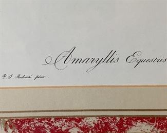 Amaryllis Equestris Framed Print	34in Hx26in W	