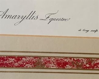 Amaryllis Equestris Framed Print	34in Hx26in W	