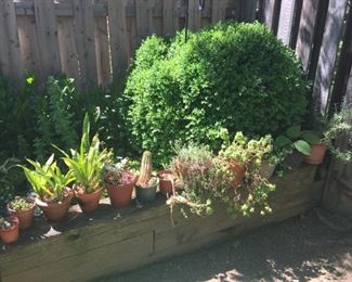 Nice selection of plants.