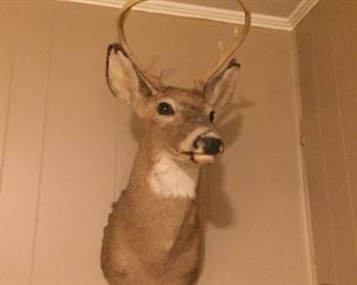 Deer head.