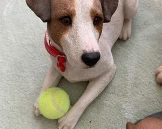 $50 - Jack Russell