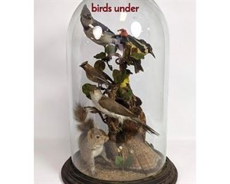 Lot 1225 19th C. taxidermy bird diorama with exotic birds under 