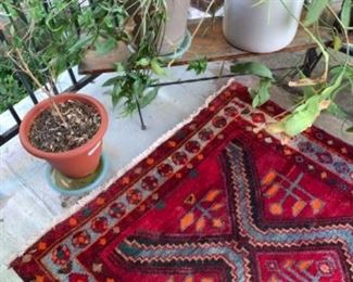 rug , plants