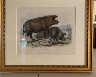 PAIR OF WILD BOAR & SOW LITHOGRAPHS  23X21 $280 PR