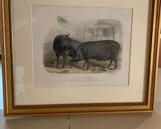 PAIR OF WILD BOAR & SOW LITHOGRAPHS  23X21 $280 PR