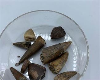Prehistoric Animal Teeth