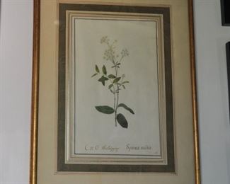 Handpainted! Old Queen Anne's lace watercolor. $86.00