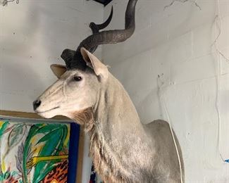 $1200 African Kudu Taxidermy Jonas Mount 