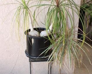 Double Ponytail Palm