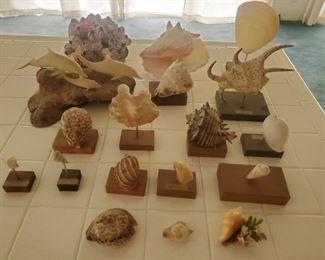 #101 / $40.00  lot shells and shell related items 