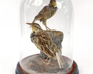 https://www.liveauctioneers.com/item/85207415_victorian-taxidermy-bird-glass-dome-display