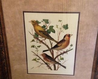 New framed bird print