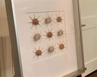 Item 179:  (9) Framed Spiny Shells from Japan, shadow box framing, signed by artist - lower right  - 16 x 2.5 x 20: $225  