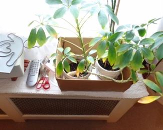 PLL #590 Plants $5 Each