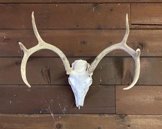 Deer antlers