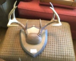 Deer horns mounted