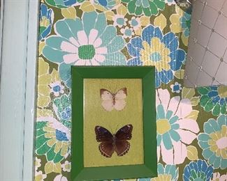 PLL #864 Butterfly Pictures $5 each