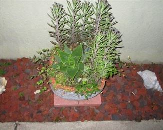 Succulents in terra cotta pot