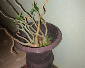 Coral Plant in Urn Planter